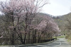 第一駐車場沿いの旧桜並木