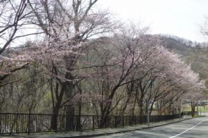第一駐車場と旧桜並木
