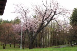 ピクニックテラス