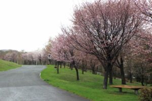 新桜並木