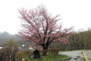 展望台の一本桜