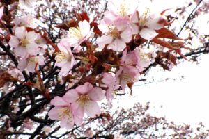 一本桜のアップ