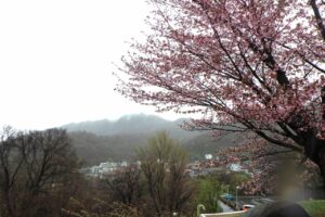 藻岩山と一本桜の枝