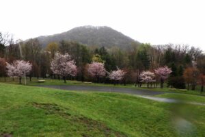 円山と新桜並木