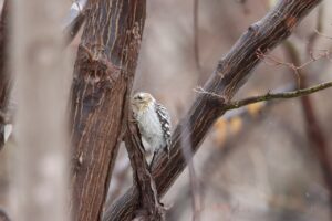 コゲラ2025年4月6日