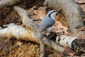 ゴジュウカラ2025年4月6日