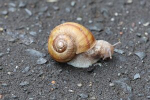 エゾマイマイ2025年4月20日