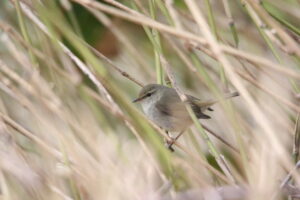ウグイス2025年4月20日