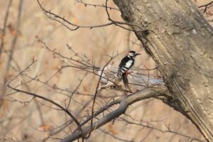 アカゲラ2025年4月13日