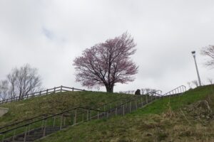 2025年4月30日桜の開花状況 (展望台の一本桜)
