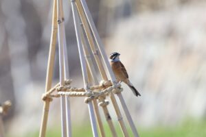 ホオジロ雄2025年4月20日