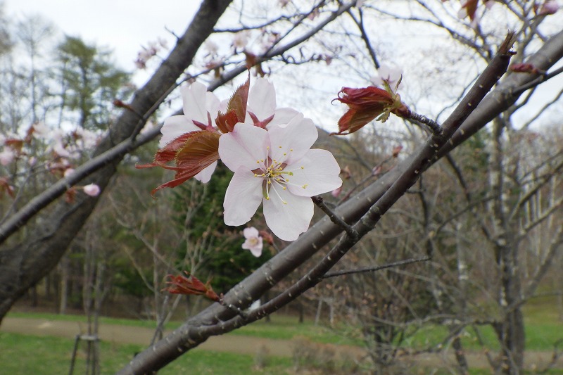 2025年4月27日桜の状況 (新桜並木の花のアップ)