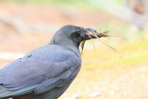 ハシブトガラス2025年4月20日