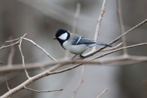 シジュウカラ2025年4月20日
