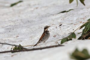 ツグミ2025年4月6日