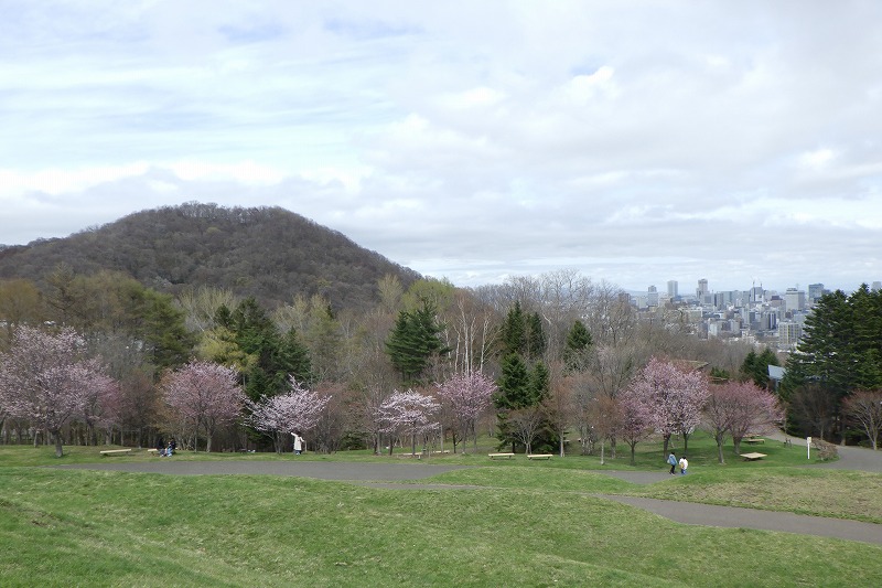 2025年4月27日桜の状況 (新桜並木と円山）