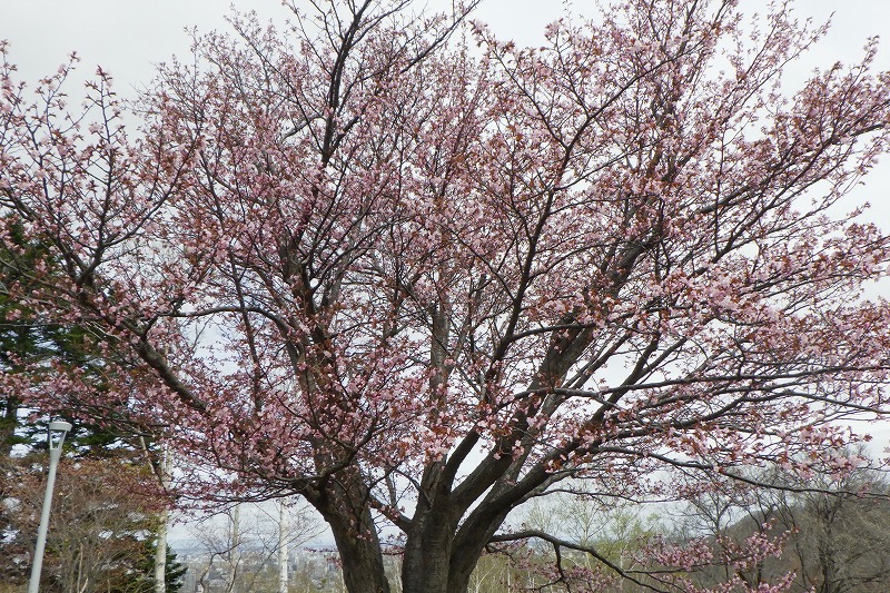 2025年4月27日桜の状況 (展望台の一本桜)2