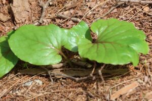 オオウバユリ新葉2025年4月27日