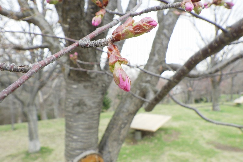 2025年4月24日桜の状況（新桜並木） (2)