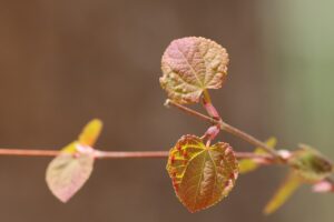 カラマツ新葉2025年4月27日ハート形