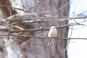 シマエナガ2025年4月13日