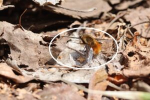 ビロウドツリアブ2025年4月27日