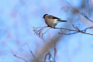 ウソ雌2025年4月6日 