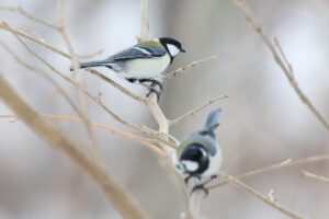 シジュウカラ2025年4月6日