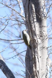 ヤマゲラ2025年4月20日