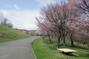 2025年4月30日桜の開花状況 (新桜並木2)