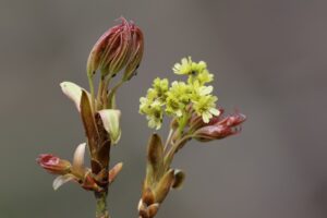 イタヤカエデの花2025年4月27日アップ