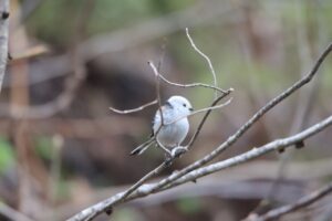 シマエナガ2025年4月27日