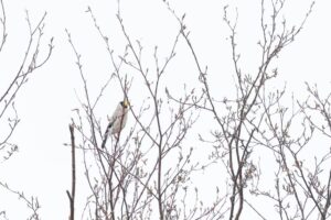 イカル2025年4月27日