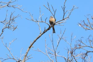 ホオジロ2025年4月13日