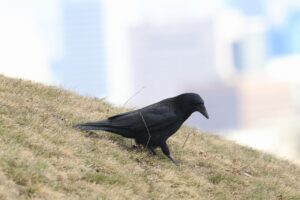 ハシボソガラス2025年4月13日