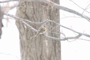 アトリ2025年4月6日