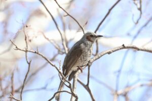 ヒヨドリ2025年4月13日