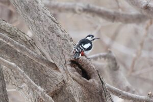 アカゲラ雌2025年4月6日