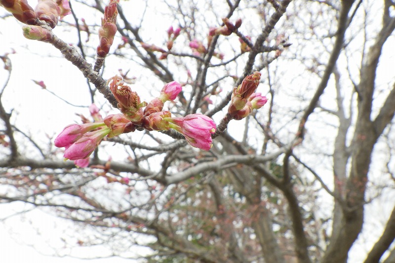2025年4月24日桜の状況（展望台一本桜） (2)