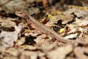 ニホンカナヘビ2025年5月18日