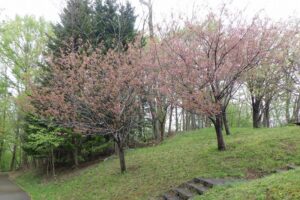 2025年5月10日桜の状況 (寺田京子句碑近くの八重ザクラ)