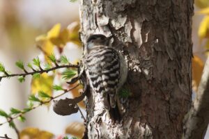 コゲラ2025年5月11日