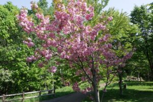 2025年5月19日桜の状況 (新桜並木の八重ザクラ)3