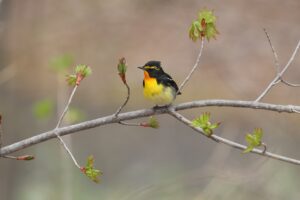 キビタキ雄2025年5月5日2やや正面向き