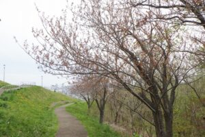 2025年5月6日桜の状況 (八重桜並木) (1)