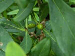 2025年5月18日旭山ボラ活動 (ナニワズの実)