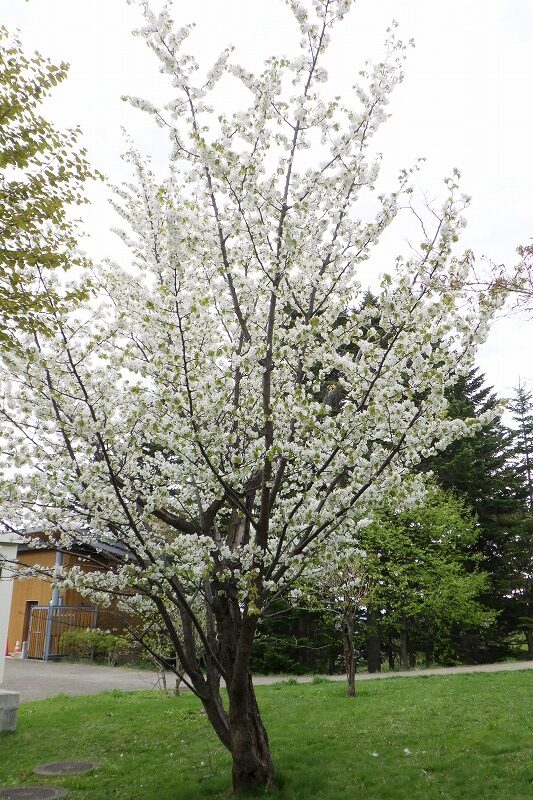 2025年5月9日桜の状況 (新桜並木のカスミザクラ) (1)