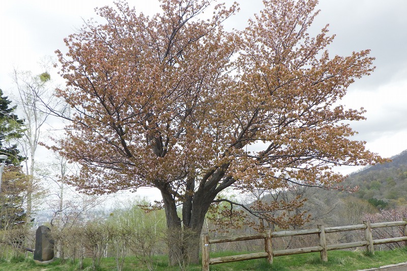 2025年5月4日桜の状況 (展望台一本桜)