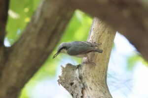 ゴジュウカラ2025年5月25日