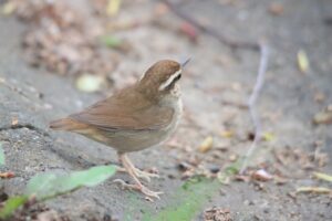 ヤブサメ2025年5月11日シリシリシリと鳴く
